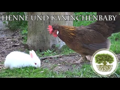 Video: Das Huhn, Das Ei Und Das Kaninchen: Was Steht Auf Meiner Energieliste An Erster Stelle?