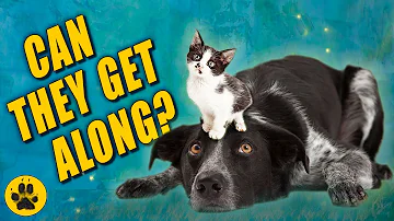 Will my border collie hurt my cat?