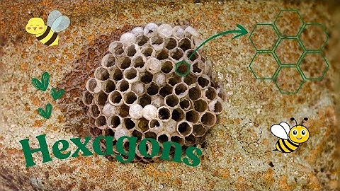 Why Are Honeycombs Always HEXAGONS? The MATH Behind Nature