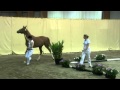 Gallartica Biolley Competition yearlings Ghlin 2011