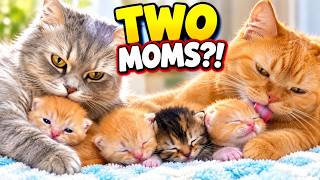 Mom Cat Is Away - So Joanna Takes Care of Her Newborn Kittens!