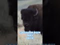 A DOZEN BISON THATS A HERD