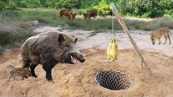 Hunting n Traps | Awesome Quick Wild Pig Trap Using Dead Net Trap That Work