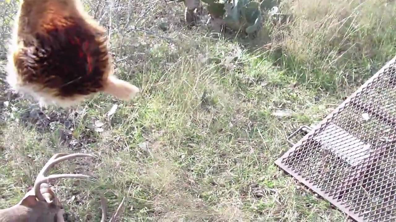 TARSAL GLANDS (quick tip7) YouTube