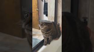 Funny Cats 😹 Episode 70 #Shorts