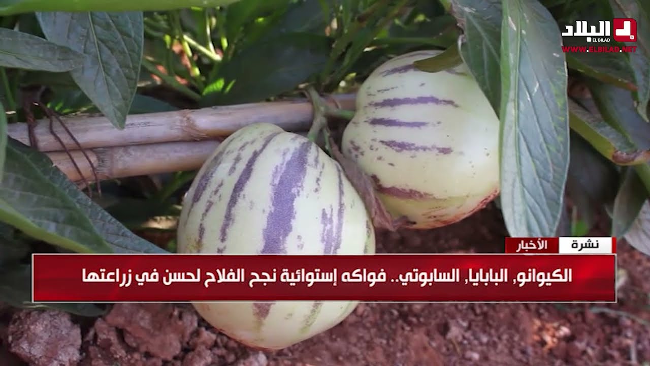الكيوانو. البابايا .السابوتي..فواكه إستوائية نجح الفلاح لحسن في زراعتها