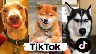 🤣Perros Risa 🐶 Perros Graciosos TIK TOK 2021 😇