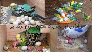 Budgies sounds for Lonely birds Budgies birds 7 minutes beautiful sounds