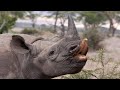 Rhino sounds  noises
