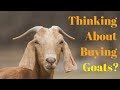 Things You Need To Know BEFORE Getting Goats