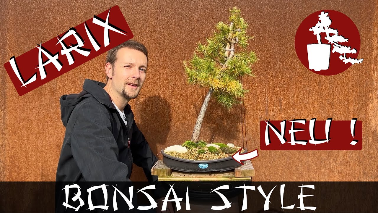 Umtopfen meiner Lärche Europäische Lärche (Larix decidua) 053