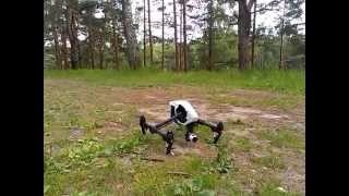 Случай в лесу. Ну, очень большой шмель или DJI Inspire 1 в бору.