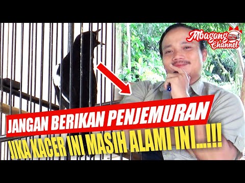 NEW !!! JANGAN LAKUKAN HAL INI KETIKA KACER SEDANG MENUMBUHKAN BULU BARU, MABUNG | WANTO BARAK