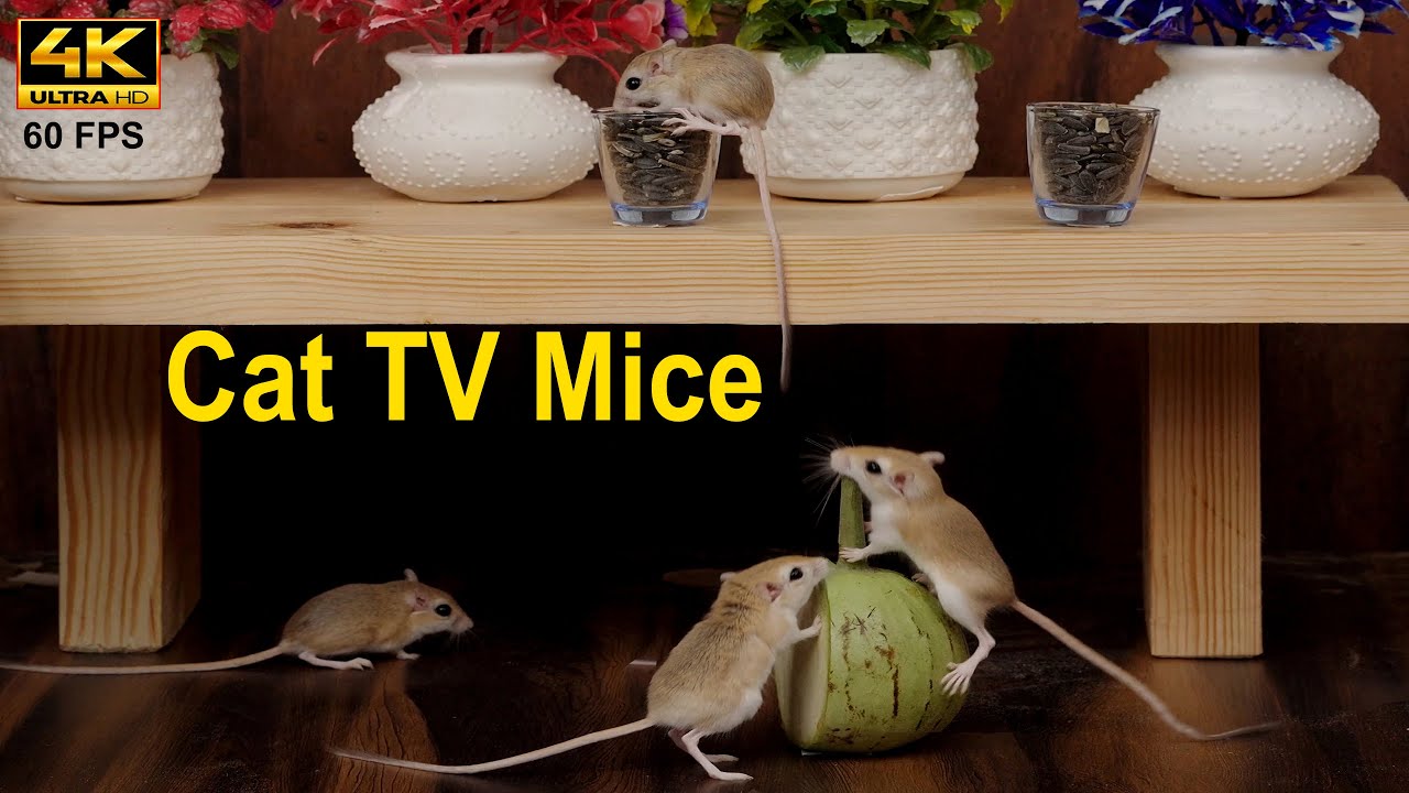 Cat TV Games: Cats LOVE Playing with Mice on Screen | Playful Mouse for ...