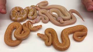 2018 Ball Pythons #6  Enchi Aficionados Enjoy! Net Worth