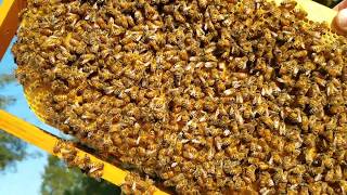 Do late season honeybee splits build up in time for winter? Here is proof