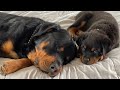 Rottweilers Puppies meet Parents for the first time!