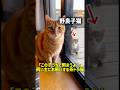「この子うちで飼おうよ！」飼い主にお願いする茶トラ猫 #猫 #cat #猫のいる暮らし #adorably #ねこ #ショート動画 #子猫 #かわいい #猫好きさんと繋がりたい #猫のいる生活