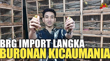 KIOS GILA ! JUAL BURUNGNYA TERJANGKAU DI SERBU PENGUNJUNG PASAR BURUNG PRAMUKA KIOS EDIE JOVANIS