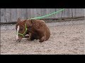 Andalusian Yearling Does Enjoy A Good Roll