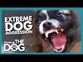 Hyper-Aggressive Dog 'Rusty' Gets Violent at the Vets | It's Me or the Dog