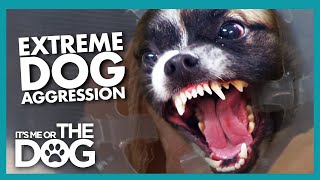 HyperAggressive Dog 'Rusty' Gets Violent at the Vets | It's Me or the Dog