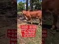 #sahiwalcowsale #africannews #cow #kenyannews #farming #cowsearch #automobile #rutonews #kenya