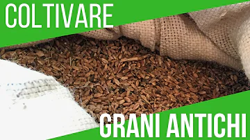 Quando si semina e si raccoglie il grano?