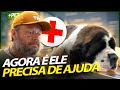 O SÃO BERNARDO, FOI PARAR NO VETERINÁRIO! | PT. 3 | CUIDADOS VETERINÁRIOS