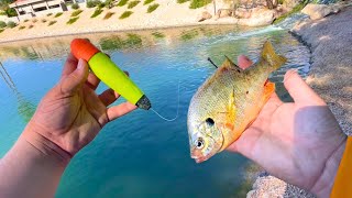 Pond Fishing with LIVE BLUEGILL Under a Bobber! (Amazing Results)