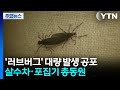 '러브버그' 대량 발생 공포에...살수차·포집기 총동원 / YTN