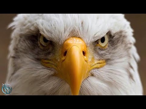 BALD EAGLE ─ The Mighty Symbol of AMERICA