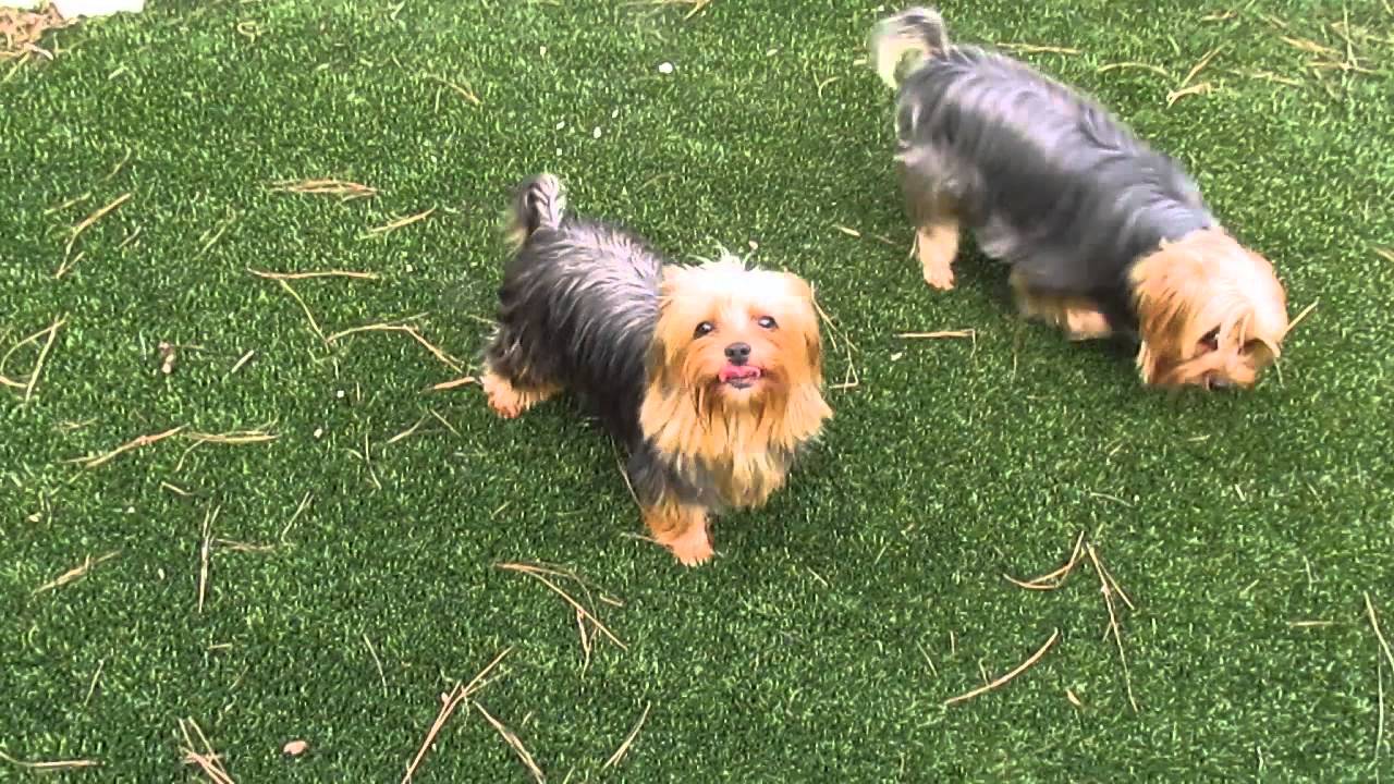 Miracle Yorkies ladies - YouTube