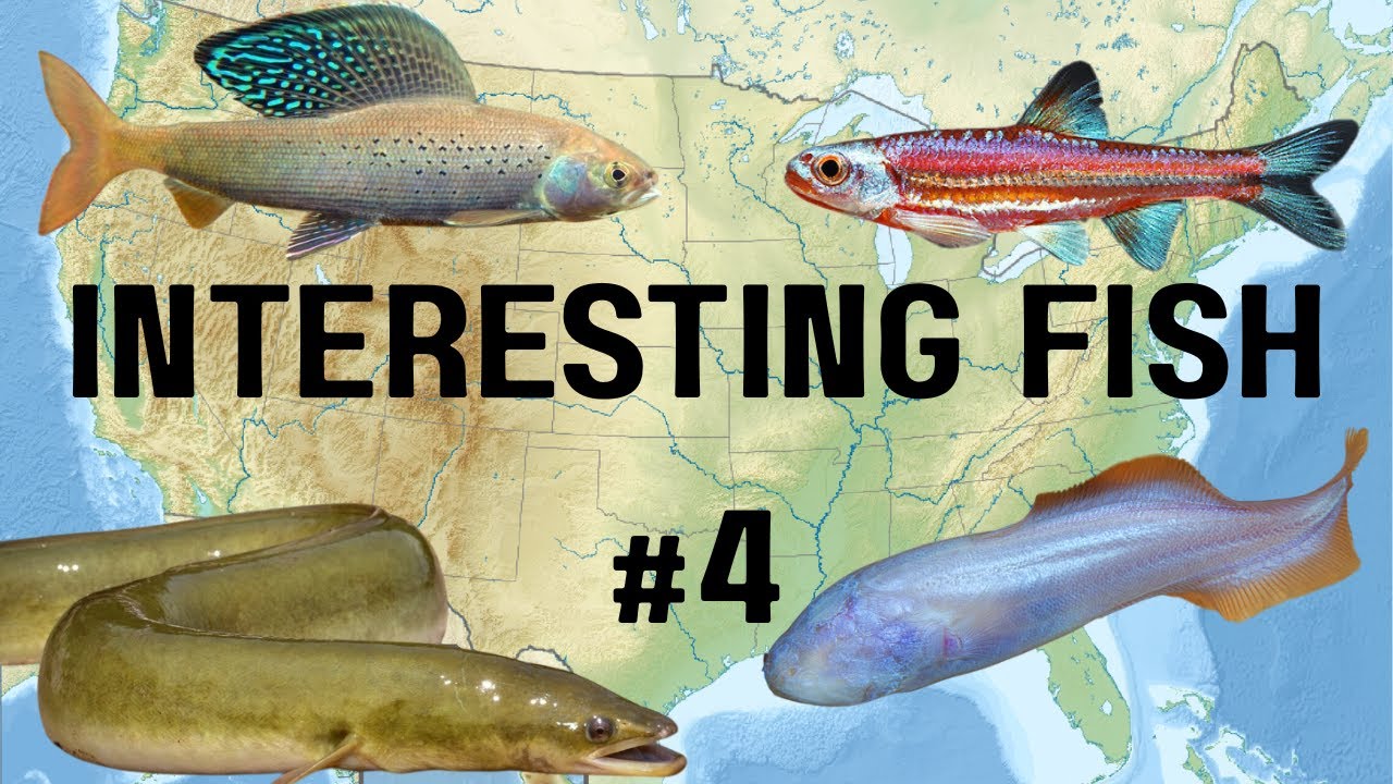 Странные и интересные пресноводные рыбы Северной Америки: Часть 4