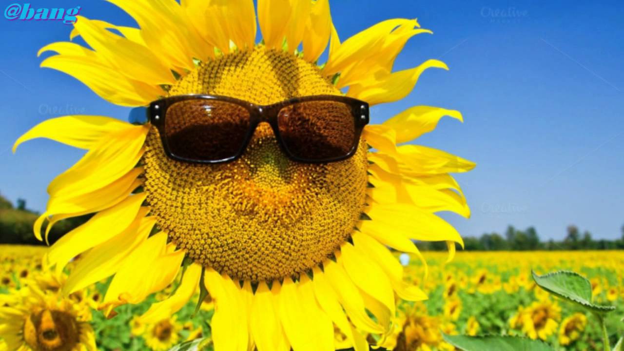 Top 99 ảnh avatar hoa hướng dương hot nhất gây bão trên mạng