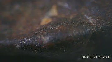 Ordinary Chondrite NWA