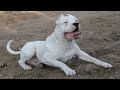 Para los amantes de Dogo Argentino 🔥 Extrema y linda recopilación de videos de Dogo Argentino