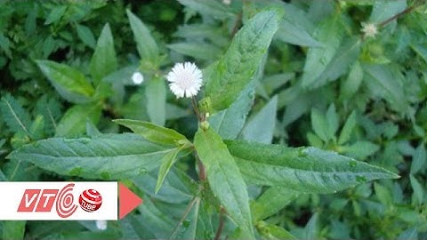 Cỏ mực: Vị thuốc tuyệt vời | VTC