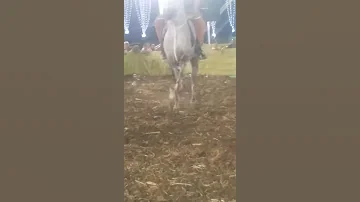 من فرحة اولاد خطاب معا نجم المزمار أحمد العمده 