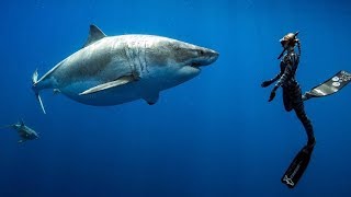 Searching for the Worlds Largest Great White Shark! ft. Ocean Ramsey (Hawaii, USA)