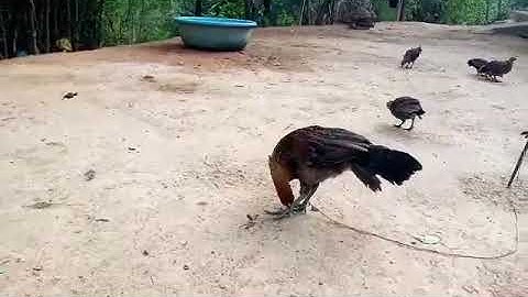 Gà con f1 - me nyuam qaib qus txuam tom ib 21/04/2021