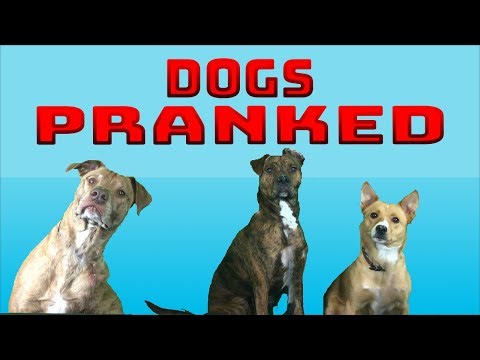 dogs-pranked