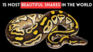 10 of the Most Beautiful Snakes in the World by Slides TV 288 views 1 month ago 6 minutes, 2 seconds