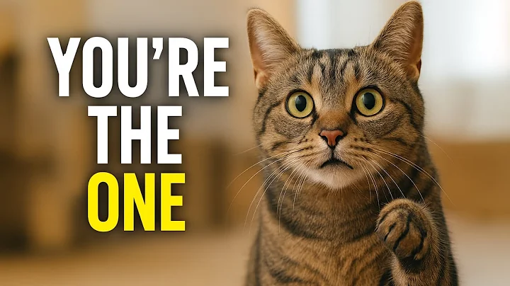 7 Signs That Your Cat Has Marked You as Special
