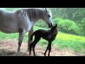 New Born Horse, His first Hours of Life,  And A Mother's Love