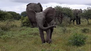 Albino Baby Elephant Running! Khanyisa Chases the Bushes Blissfully!