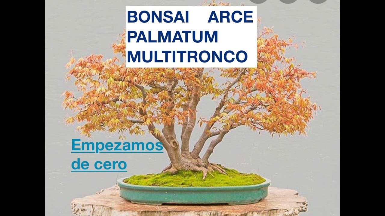 BIONSAI ARCE PALMATUM MULTI TRONCO. ¿Como se hacen? Empezamos de cero.