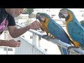 LLEGAN A MI BALCON UNAS GUACAMAYAS EXTRANJERAS