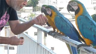 LLEGAN A MI BALCON UNAS GUACAMAYAS EXTRANJERAS