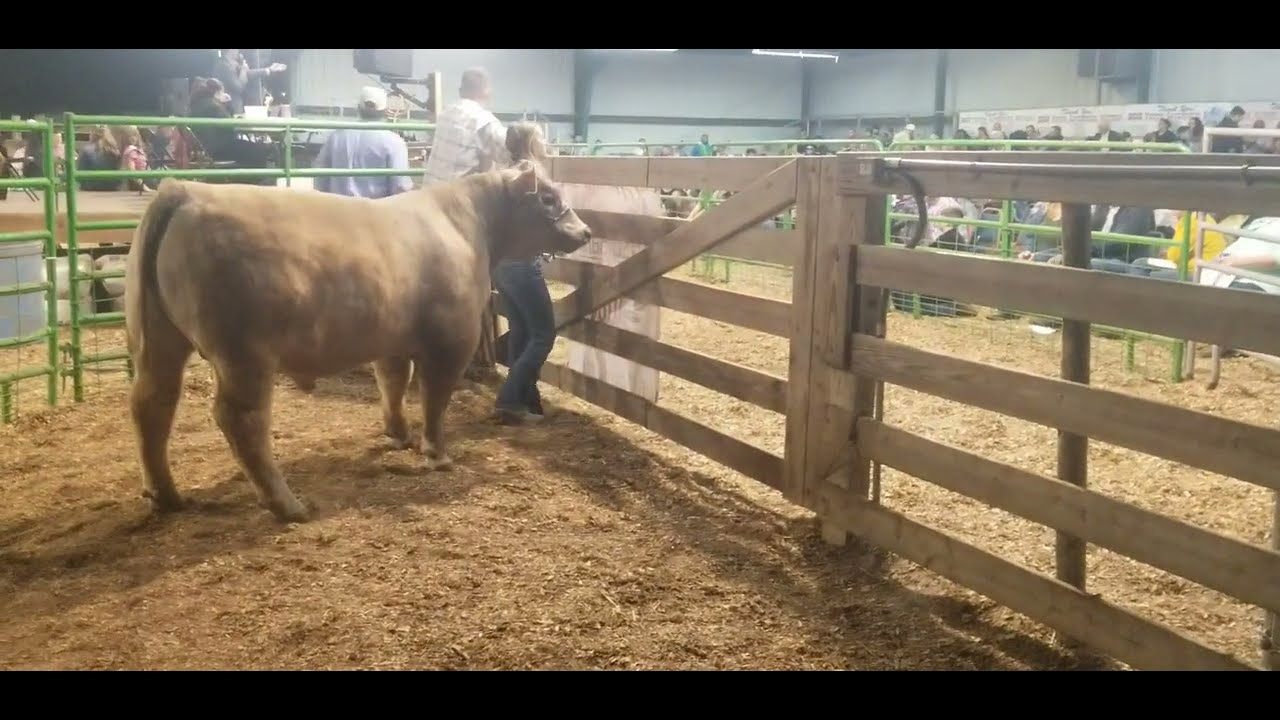 En la subasta de puercos y vacas en Clewiston Florida...